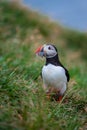 Cute Atlantic Puffin - ratercula arctica in Borgarfjordur eystri ,Iceland.