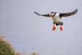 Cute Atlantic Puffin - ratercula arctica in Borgarfjordur eystri ,Iceland.