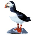 Puffin Cute Atlantic Seabird standing on a rock Vector Illustration isolated on white