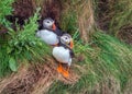 Atlantic Puffins - Fratercula arctica by their nest on Bempton Cliffs in Yorkshire, England