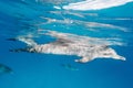 Cute Atlantic spotted dolphin swimming in the blue ocean in the Bahamas