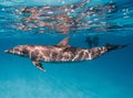 Cute Atlantic spotted dolphin swimming in the blue ocean in the Bahamas