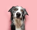 Cute and attentive border collie dog looking at camera and tilting head side. Isolated on pink solid pastel color Royalty Free Stock Photo