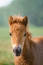 Alert Shetland pony foal portrait