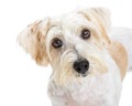 Cute Attentive Terrier Dog Closeup