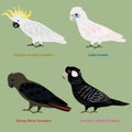 Cute Australia Cockatoo, parrot bird vector illustration set, Sulphur-crested Cockatoo, Little Corella, Glossy Black Cockatoo,