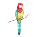 Cute Australia Eastern Rosella bird. Tropic parrot illustration isolated on white background