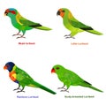 Cute Australia Lorikeet, parrot bird vector illustration set, Rainbow Lorikeet, Little Lorikeet, Scaly-breasted, Musk lorikeet