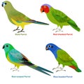 Cute Australia parrots bird vector illustration set, Rock, Blue-headed, Red-rumped, Red-cheeked Parrot