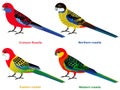 Cute Australia parrots, Rosella bird vector illustration set, Eastern rosella, Western, Crimson, Northern Rosella