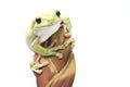 Australian Green Tree Frog on white background Royalty Free Stock Photo