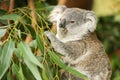 Australian koala joey Royalty Free Stock Photo