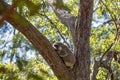 Cute Australian Koala Sleeping In A Tree Royalty Free Stock Photo