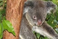Cute Australian Koala in a tree Royalty Free Stock Photo