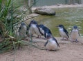 Cute Australian little penguins