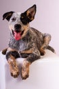 Cute Australian Sheep Dog in a studio.