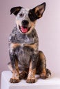 Cute Australian Sheep Dog in a studio.