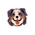 Cute Australian shepherd avatar. Puppy of Sennenhund breed shows tongue. Happy pup of fluffy sheepdog, herding dog Royalty Free Stock Photo