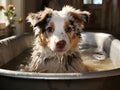 Cute Australian Shepherd is bathing in a bubble bath. AI created.