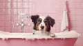 Cute Australian shepherd dog taking a bath in a pink bathroom Royalty Free Stock Photo