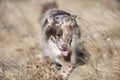 Cute Australian Shepherd dog