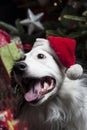 A cute Australian Shepherd in front of a christmas tree with a s