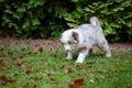 Cute Australian Shepherd puppy exploring world oustide home Royalty Free Stock Photo