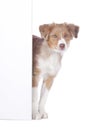 Cute australian shepherd puppy looking round the corner Royalty Free Stock Photo