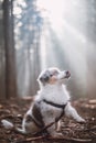 Cute Australian Shepherd puppy sits obediently next to her master, looking up to her, licking her muzzle and waiting for a treat.