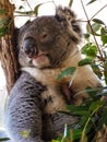 Cute Australian sleepy koala bear Royalty Free Stock Photo