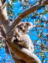 Cute Australian sleepy koala bear Royalty Free Stock Photo