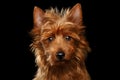 Cute australian terrier dog on isolated black background