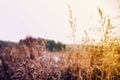 cute autumn background blur dry grass and twigs sunlight Royalty Free Stock Photo