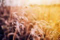 cute autumn background blur dry grass and twigs sunlight Royalty Free Stock Photo