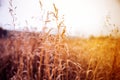 cute autumn background blur dry grass and twigs sunlight Royalty Free Stock Photo