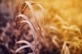 cute autumn background blur dry grass and twigs sunlight Royalty Free Stock Photo