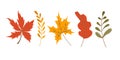 Cute Autumn colorful leaves cartoon style. Fall leaves set, isolated on white background. Isolated vector illustration. Royalty Free Stock Photo