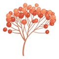 Cute autumn different berries, leaves and fruits. Seasonal fall blueberry, chestnut, pea leaf, barberry and acorn