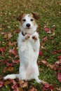 CUTE AUTUMN DOG. JACK RUSSELL PUPPY STANDING ON TWO HIND ON FALL LEAVES GRASS