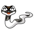 Cute axanthic pied ball python cartoon Royalty Free Stock Photo