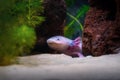 Cute Axolotl - Leucistic Salamander