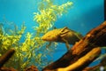 Cute axolotl in an aquarium with green plants
