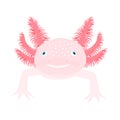 Cute Axolotl from front. Salamander vector illustration