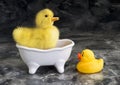Cute Babe Ducks. Royalty Free Stock Photo