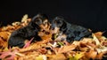 Cute babies Yorskhire terrier, siblings, black and tan color, on a bed of autumn leaves