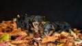 Cute babies Yorskhire terrier, siblings, black and tan color, on a bed of autumn leaves