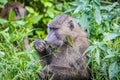 Cute baboon happily munches on some grass while seated in a lush green bush