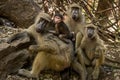 Cute baboons family