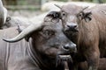 Cute baby African buffalo with it's mother frontal Royalty Free Stock Photo