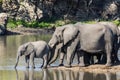Cute baby African elephant drinking at a waterhole drinking with mother close behind keeping watch